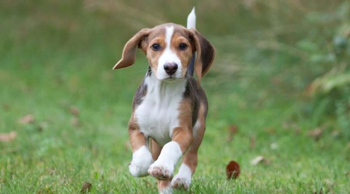 When is a Deutsche Bracke Full Grown?