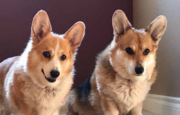 When is a Dorgi Dog Full Grown?