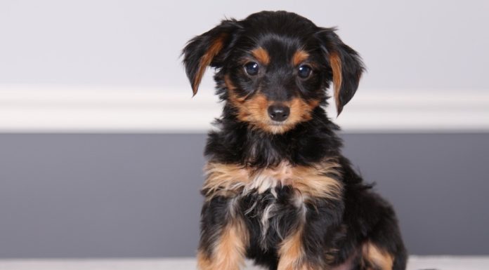 When is a Dorkie Dog Full Grown?
