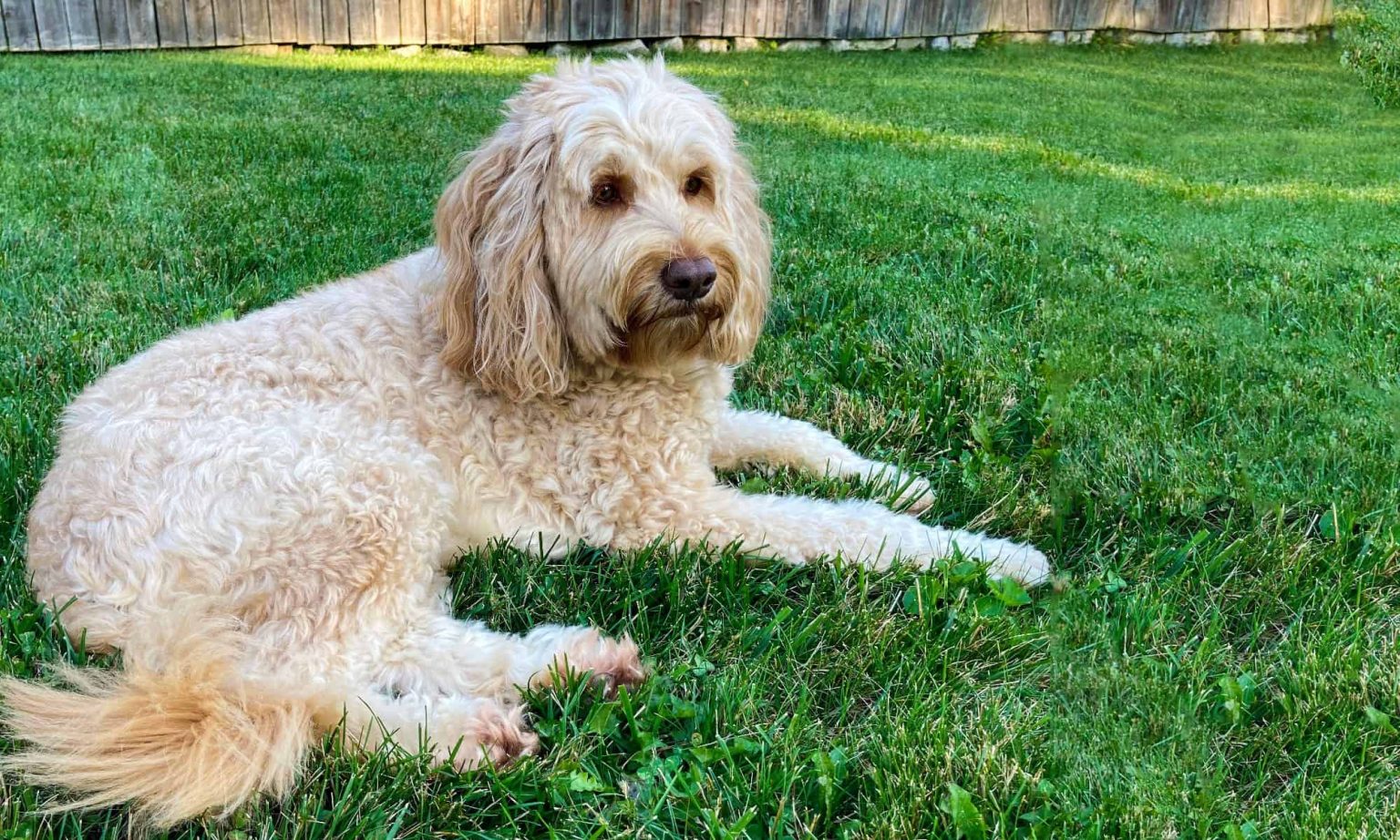 Double Doodle Lifespan How Long Do Double Doodles Live?