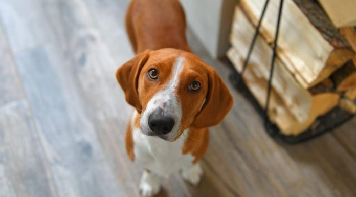 When is a Drever Full Grown?