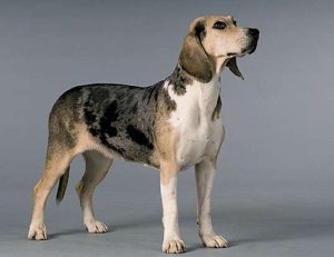 How Long Do Dunker Dogs Live?