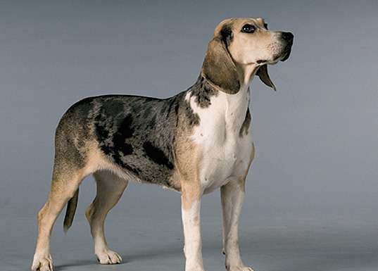 When is a Dunker Dog Full Grown?