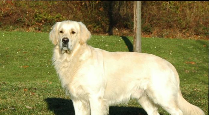 When is an English Cream Golden Retriever Full Grown?