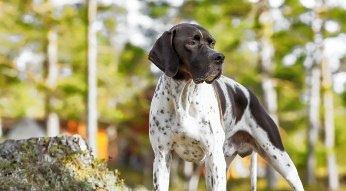 When is an English Pointer Full Grown?