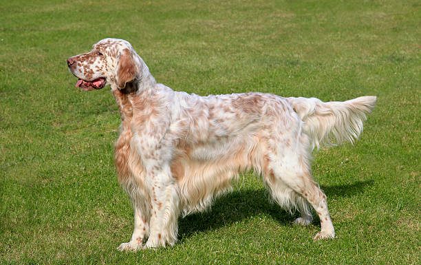 When is an English Setter Full Grown?