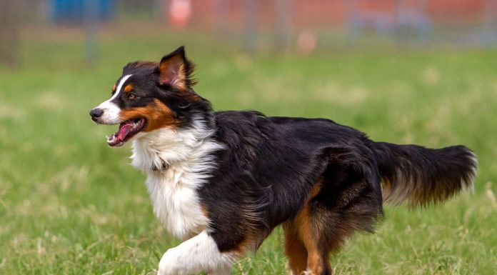 When is an English Shepherd Full Grown?