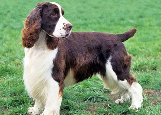 When is an English Springer Spaniel Full Grown?