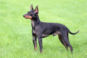 When is an English Toy Terrier Full Grown?