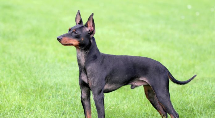 When is an English Toy Terrier Full Grown?