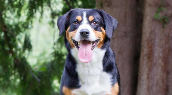When is an Entlebucher Mountain Dog Full Grown?