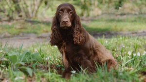 How Long Do Field Spaniels Live?