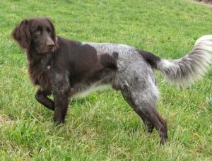 When is a German Longhaired Pointer Full Grown?