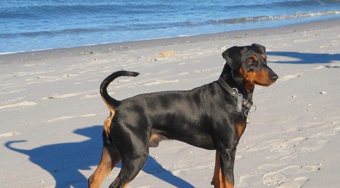 When is a German Pinscher Full Grown?