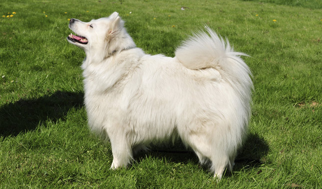 When is a German Spitz Full Grown?