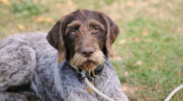 When is a German Wirehaired Pointer Full Grown?