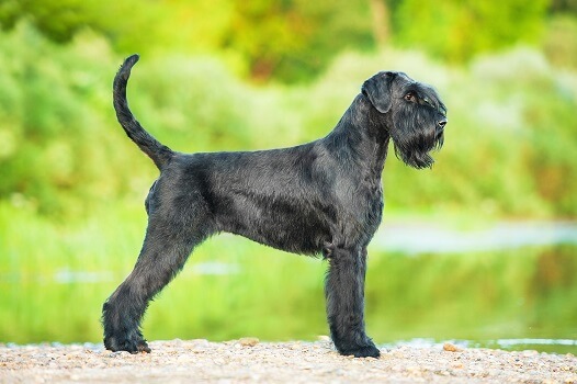 When is a Giant Schnauzer Full Grown?