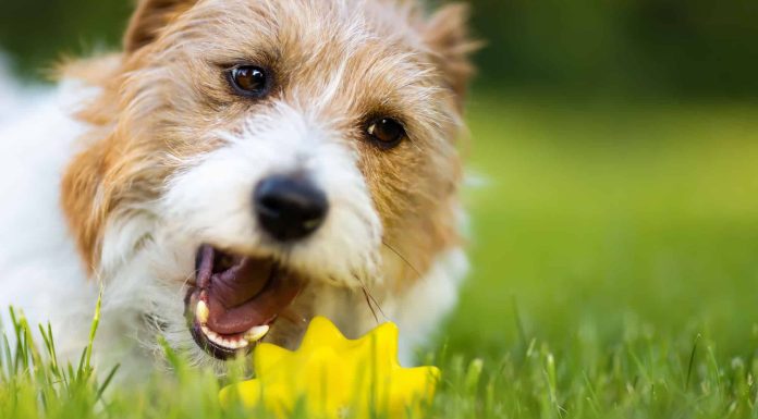When is a Glechon Full Grown?