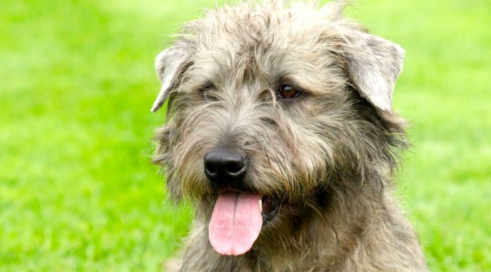 When is a Glen of Imaal Terrier Full Grown?