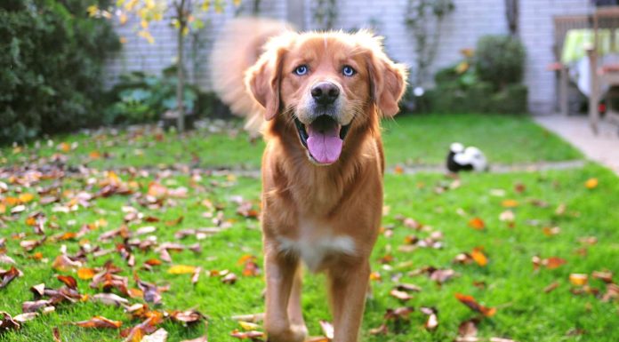 When is a Goberian Dog Full Grown?