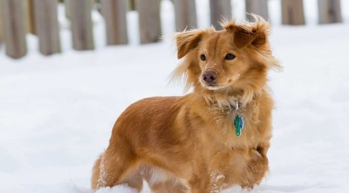 When is a Golden Dox Dog Full Grown?