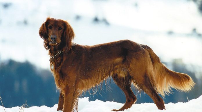 When is a Golden Irish Full Grown?