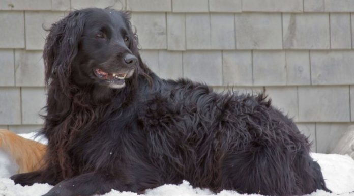When is a Golden Newfie Full Grown?