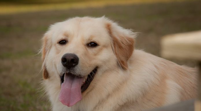 When is a Golden Pyrenees Full Grown?