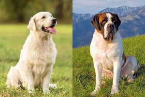 How Long Do Golden Saint Dogs Live?