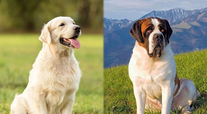 When is a Golden Saint Dog Full Grown?