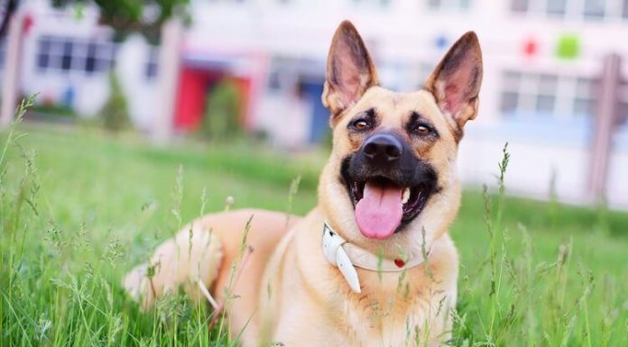 When is a Golden Shepherd Full Grown?