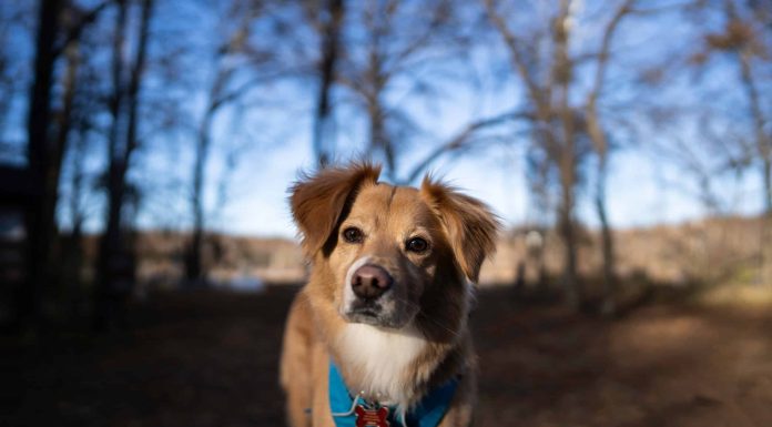 When is a Gollie Dog Full Grown?