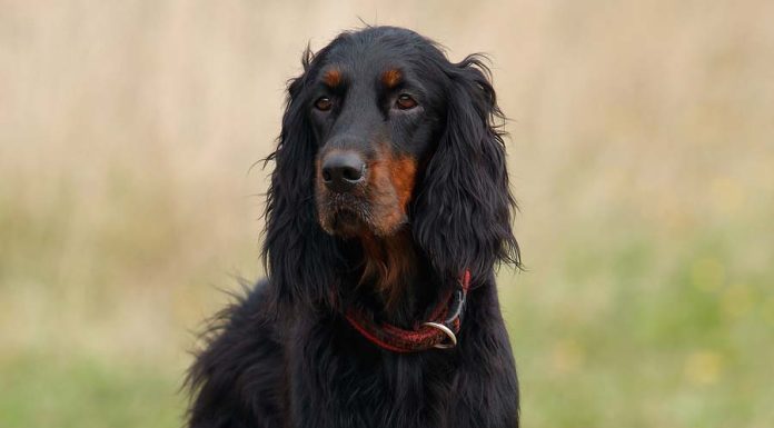 When is a Gordon Setter Full Grown?