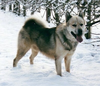 When is a Greenland Dog Full Grown?