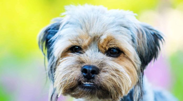 When is a Griffonshire Full Grown?