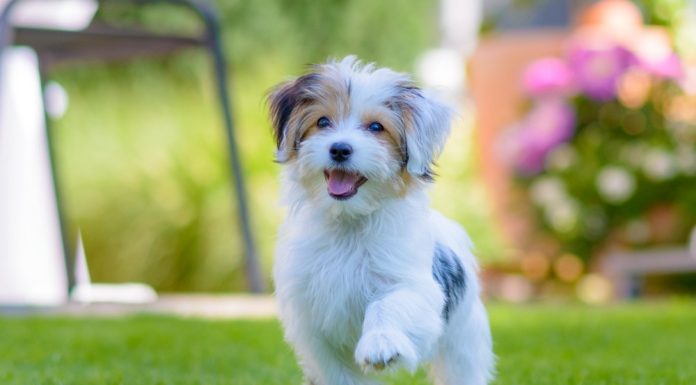 When is a Havamalt Dog Full Grown?