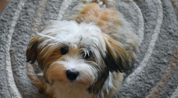 When is a Havashire Dog Full Grown?