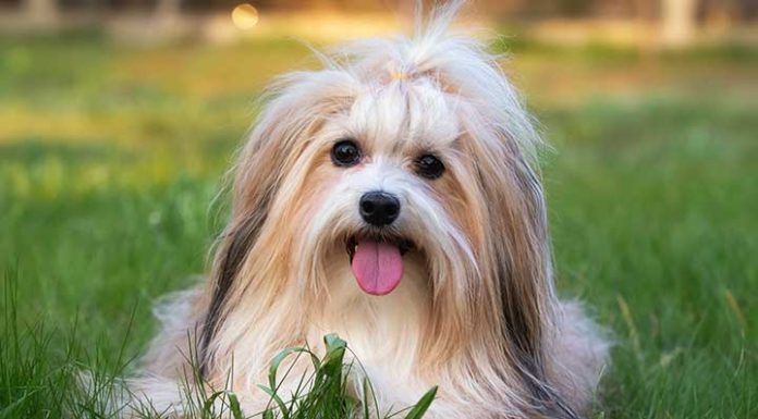 When is a Havashu Dog Full Grown?