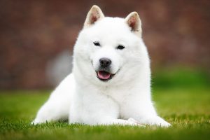 How Long Do Hokkaido Dogs Live?
