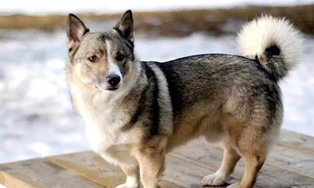 When is a Horgi Dog Full Grown?