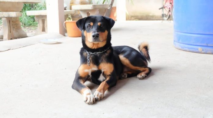 When is a Huntaway Dog Full Grown?