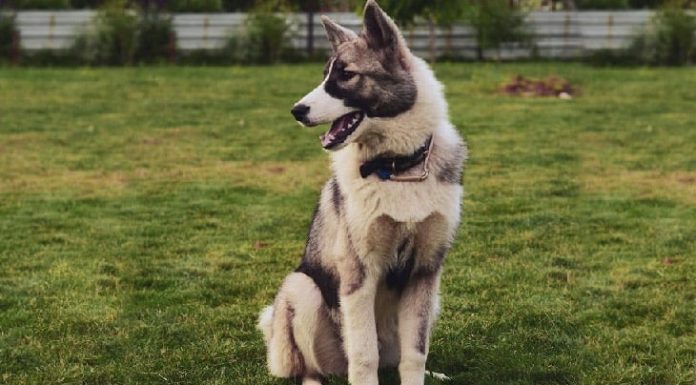 When is a Huskita Dog Full Grown?
