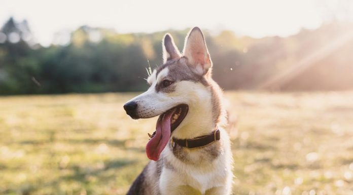 When is a Husky Jack Dog Full Grown?