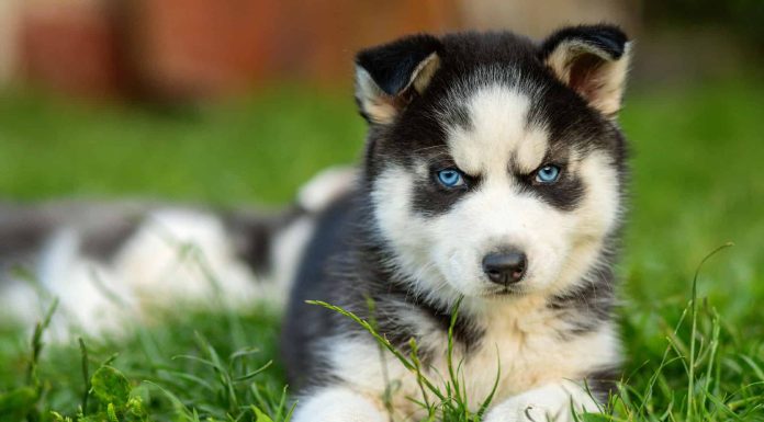 When is a Huskydoodle Full Grown?