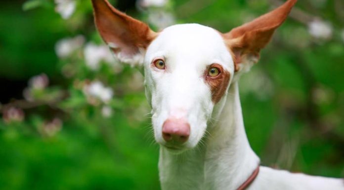 When is an Ibizan Hound Full Grown?