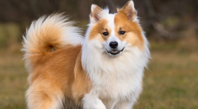 When is an Icelandic Sheepdog Full Grown?
