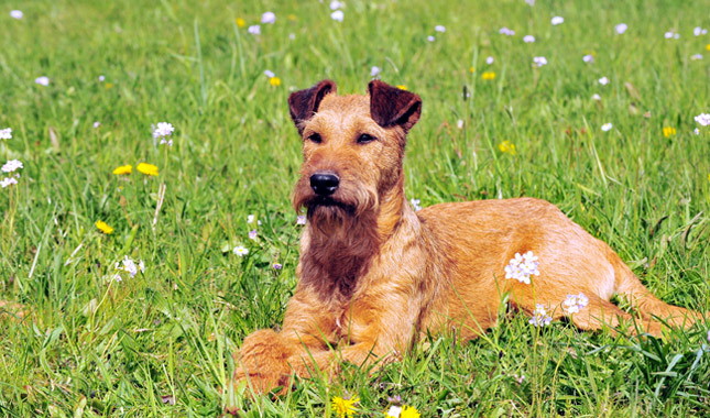 When is an Irish Terrier Full Grown?