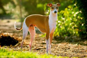 Italian Greyhound Lifespan: How long do they live?