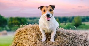 Jack Russell terriers live the longest lives of all dogs
