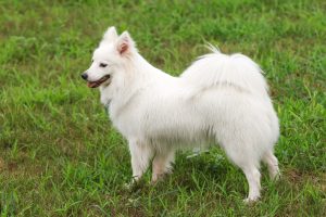 When is a Japanese Spitz Full Grown?
